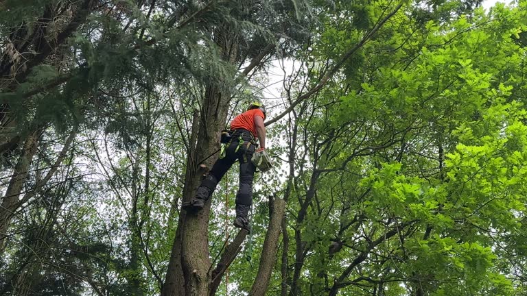 Best Tree Risk Assessment  in Cressona, PA